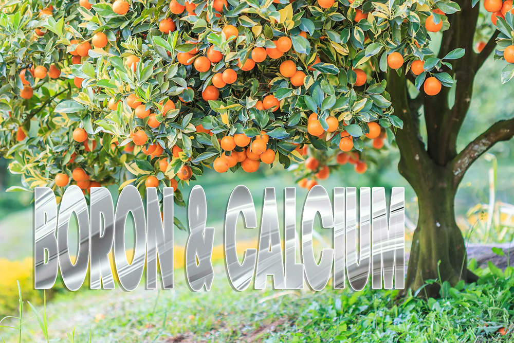 Boron and Calcium